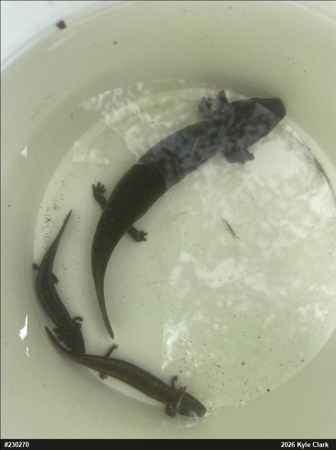 Common Mudpuppy