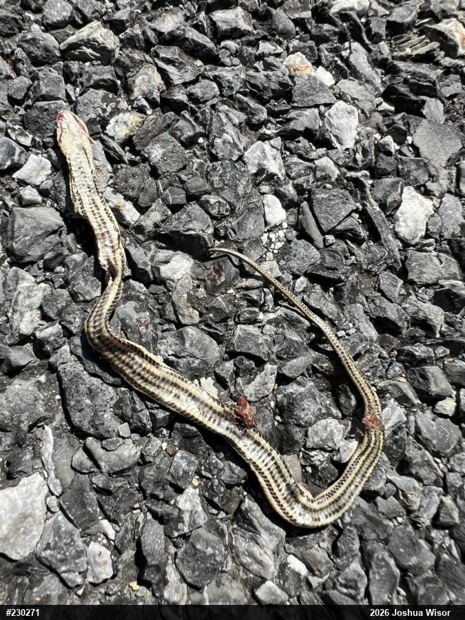Queensnake