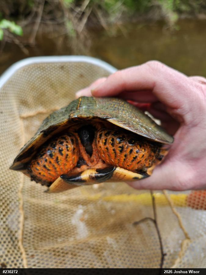 Wood Turtle