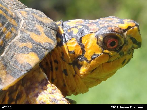 Eastern Box Turtle