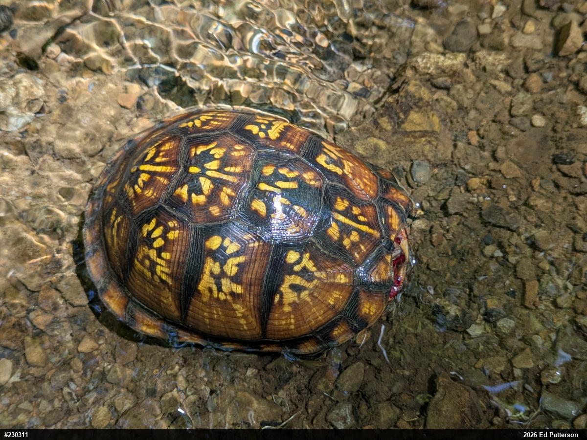 Eastern Box Turtle