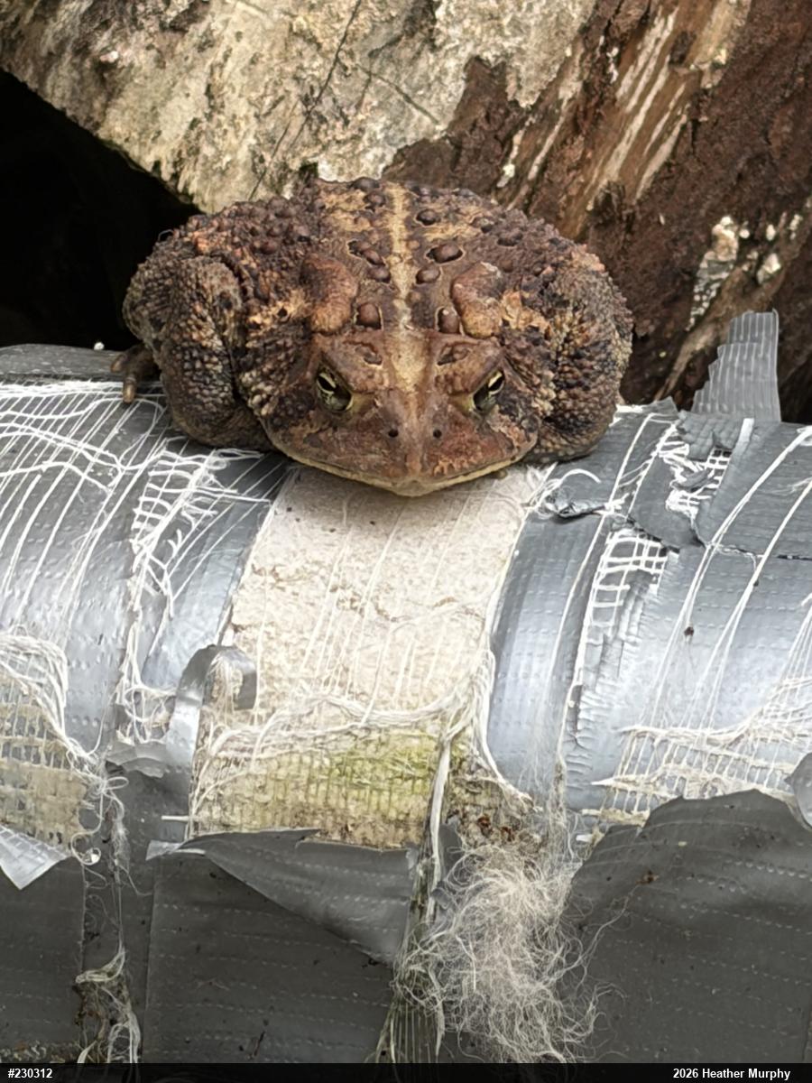 Eastern American Toad