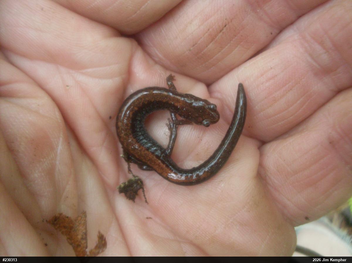 Eastern Red-backed  Salamander