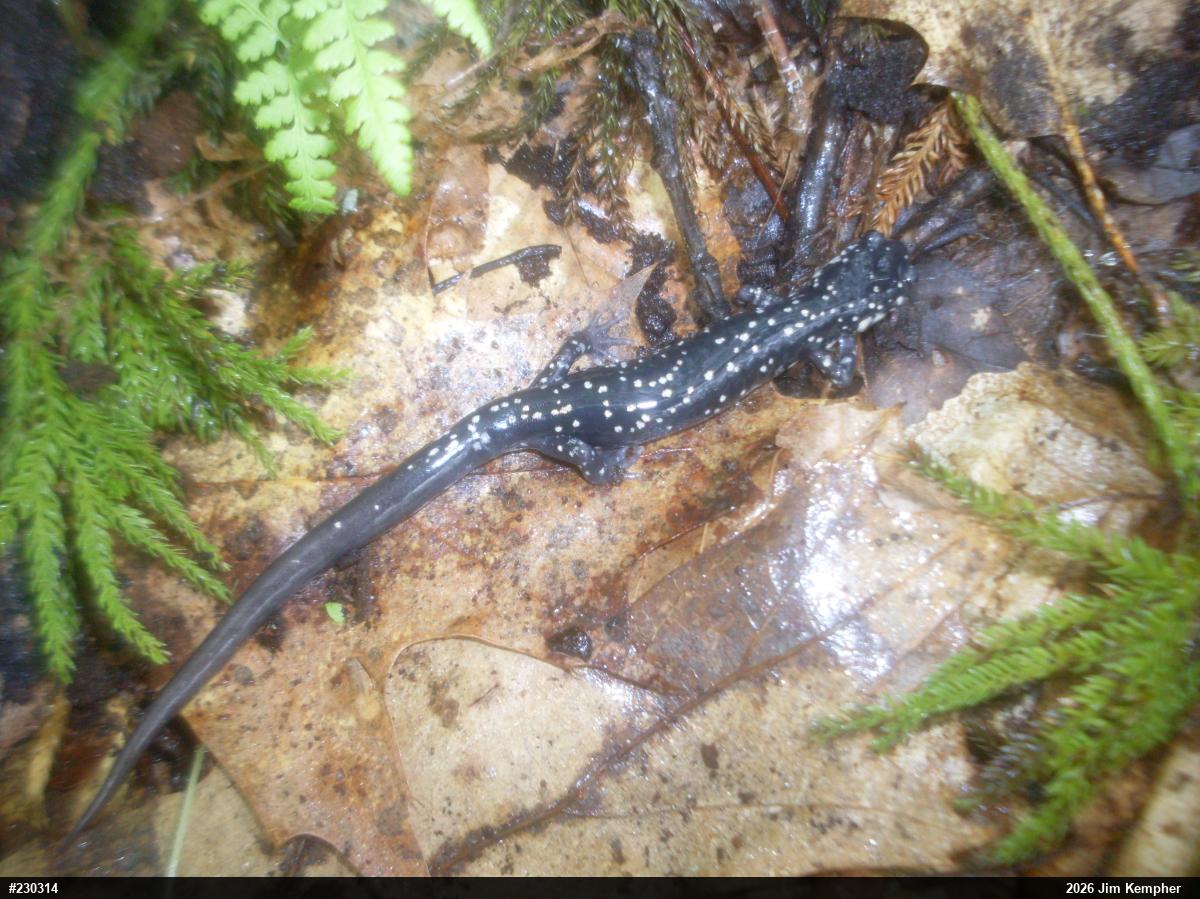 Northern Slimy Salamander