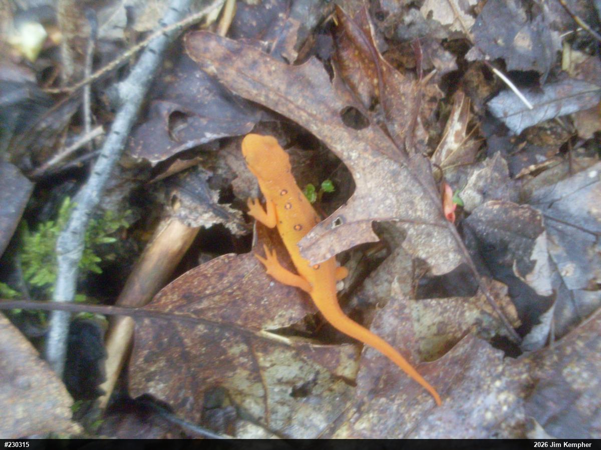 Red-spotted Newt