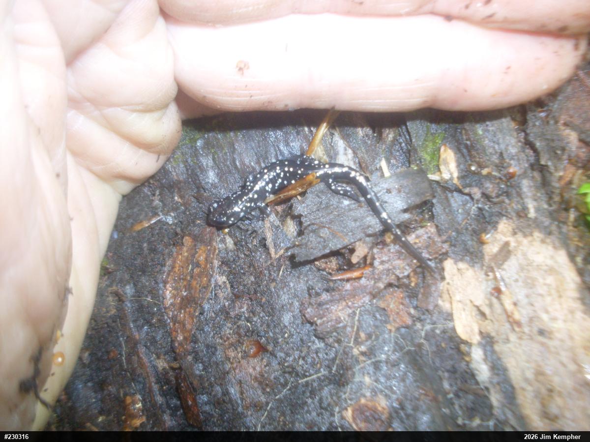 Northern Slimy Salamander