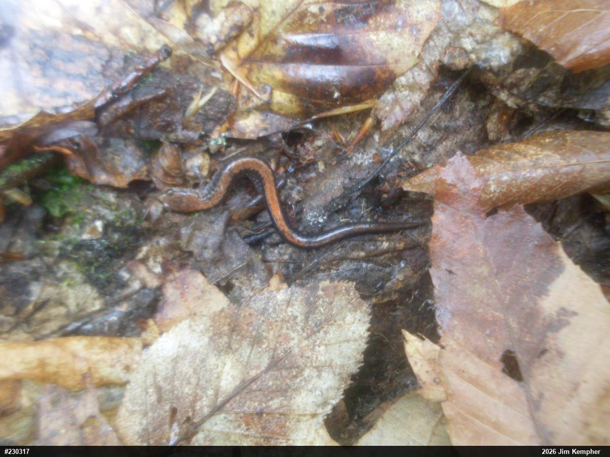 Eastern Red-backed  Salamander