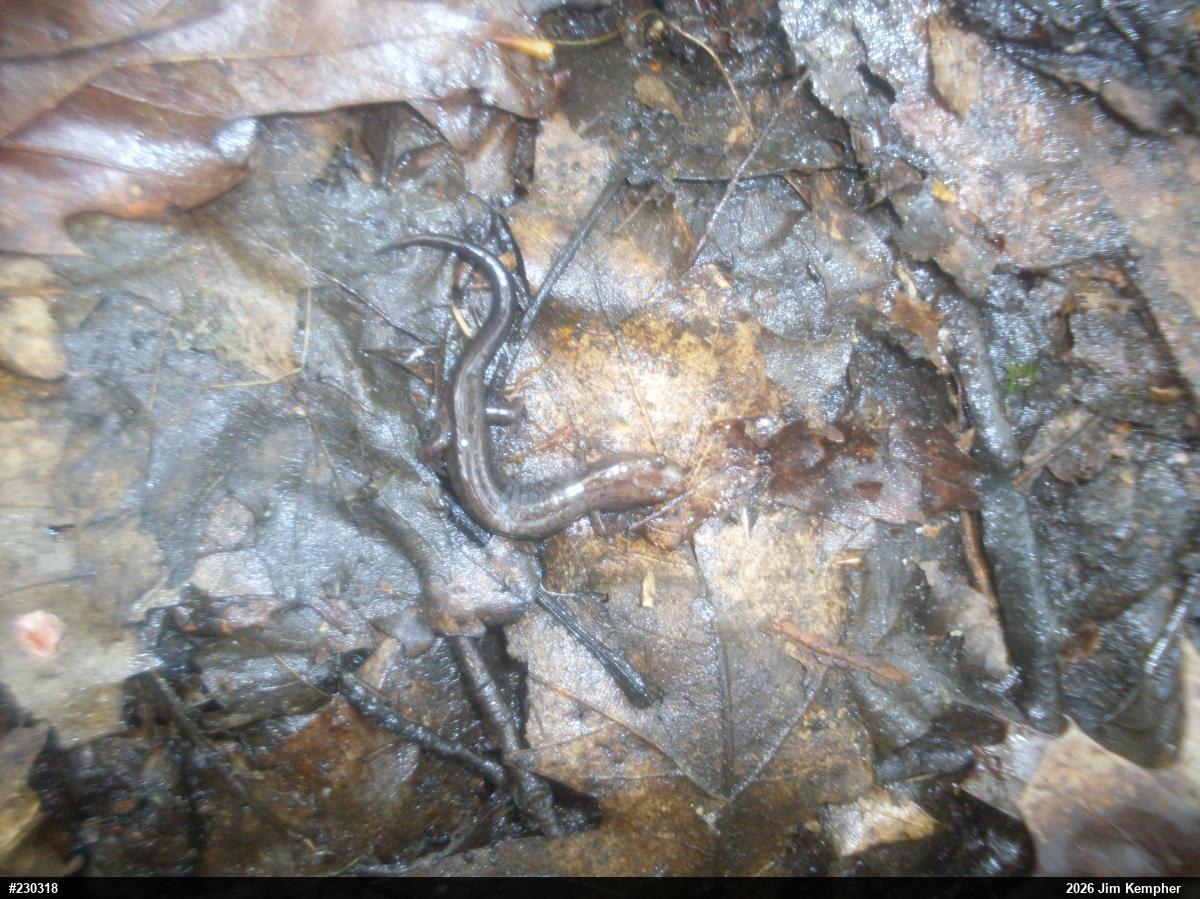 Allegheny Mountain Dusky Salamander