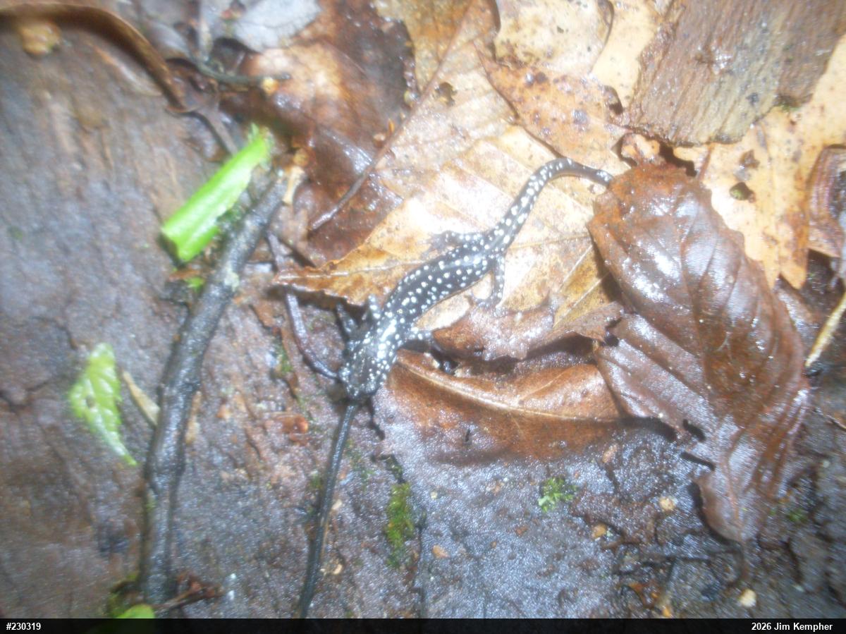 Northern Slimy Salamander