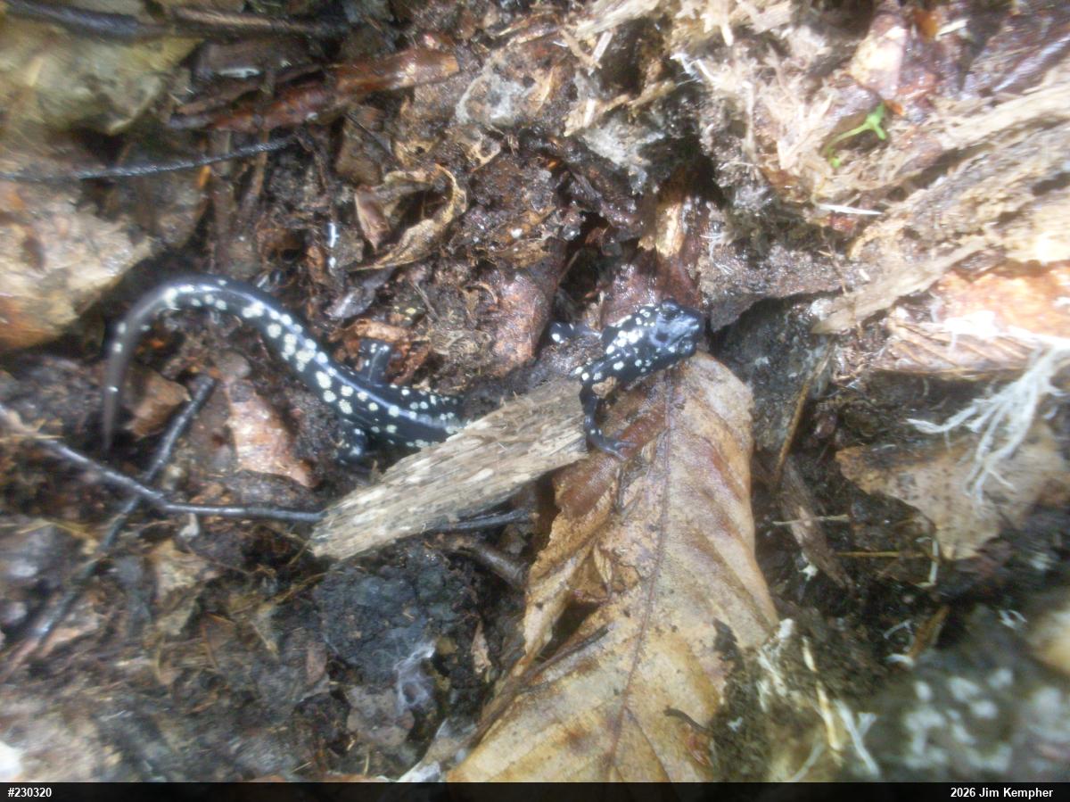 Northern Slimy Salamander