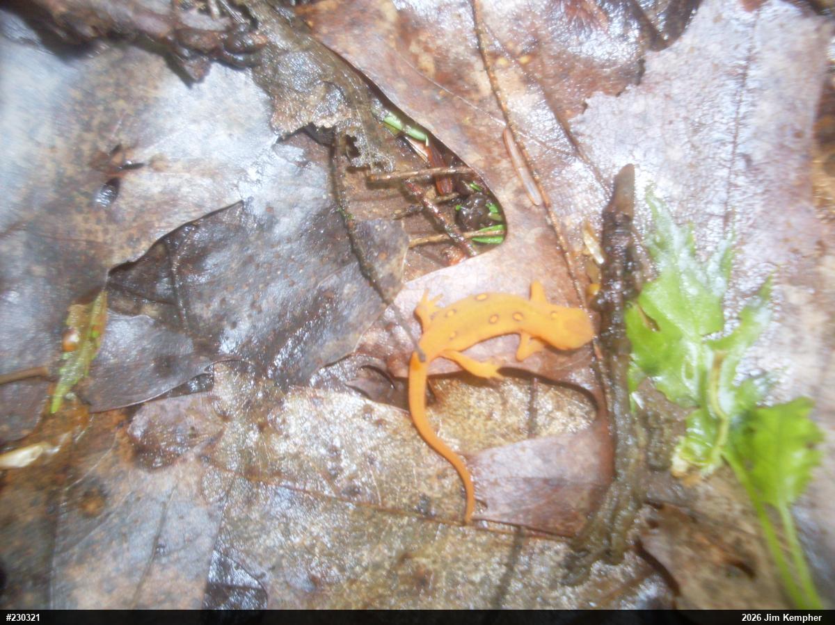 Red-spotted Newt