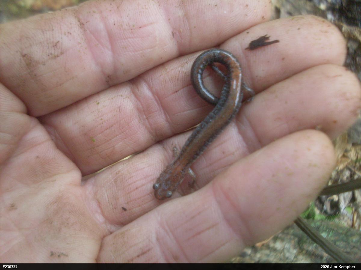 Eastern Red-backed  Salamander