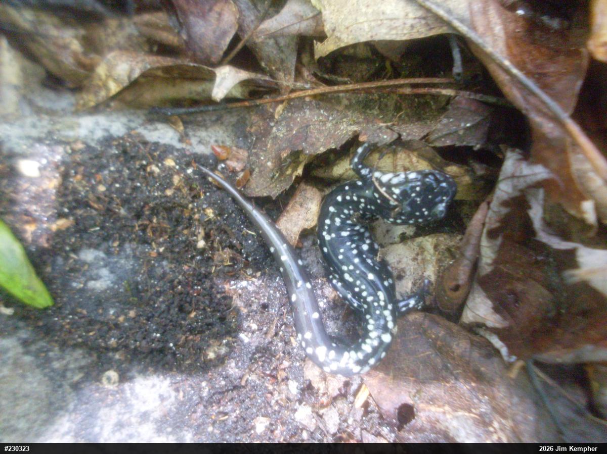 Northern Slimy Salamander