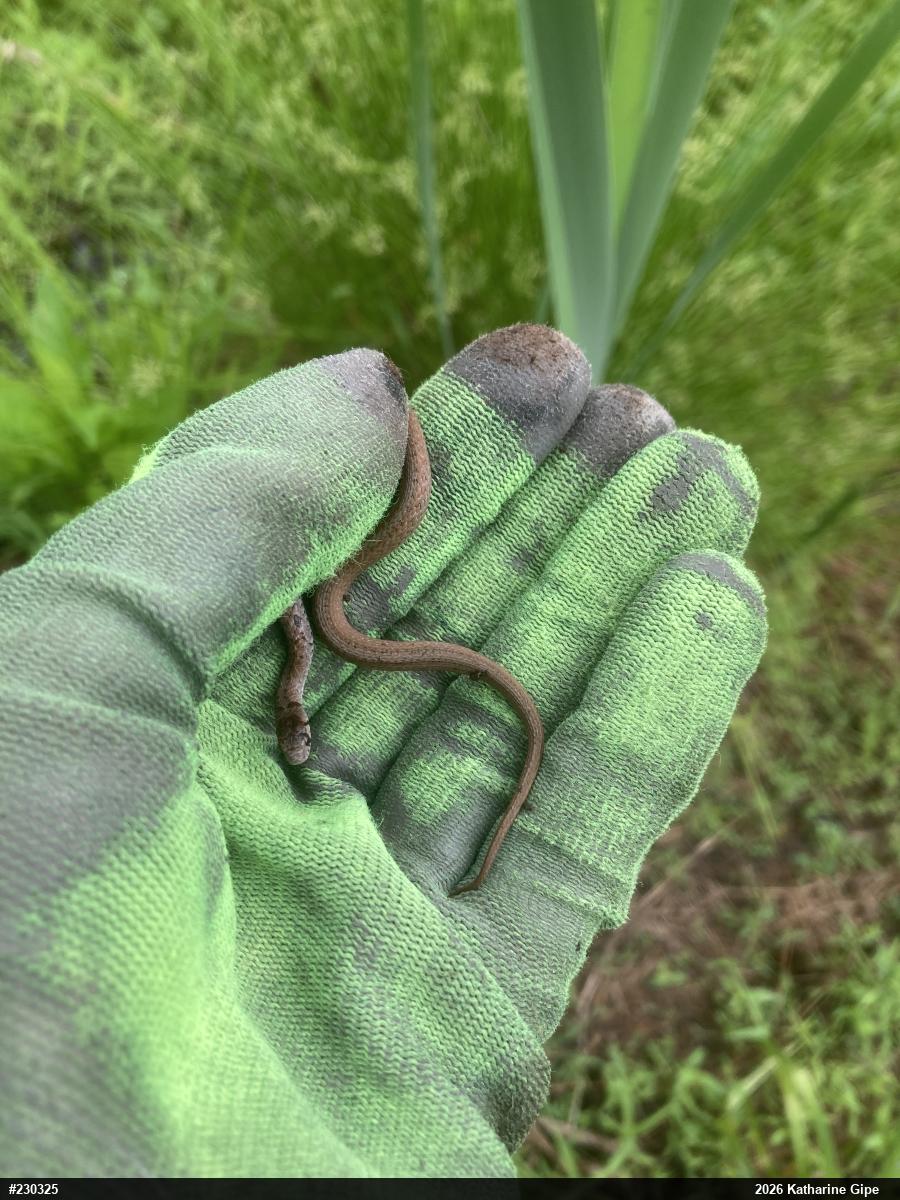 Dekay's Brownsnake