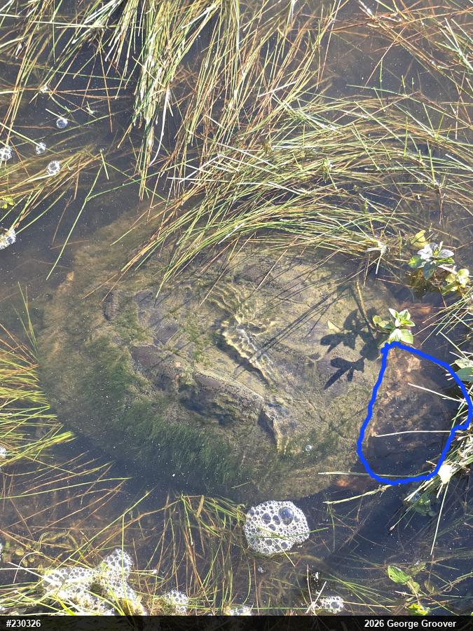 Snapping Turtle