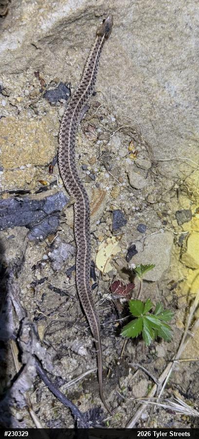 Eastern Gartersnake