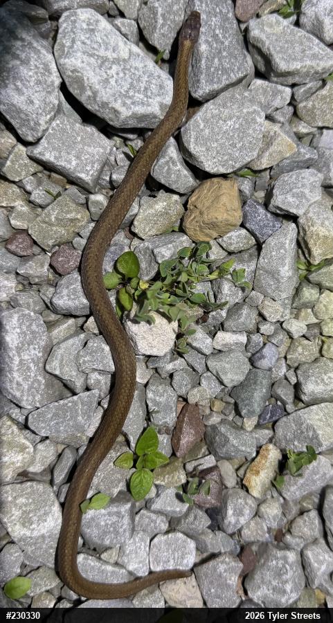 Red-bellied Snake