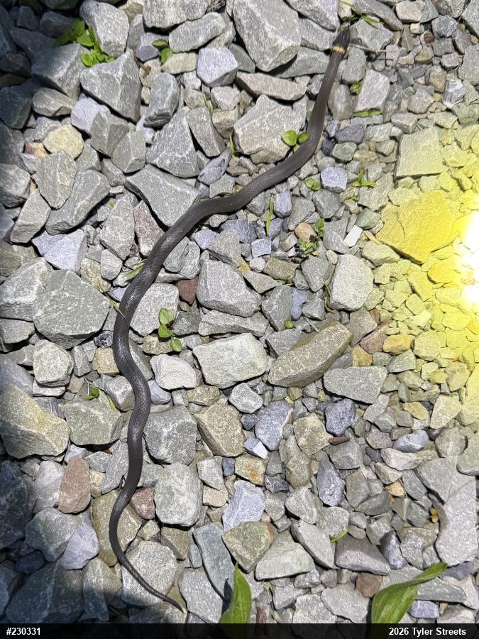 Northern Ring-necked Snake