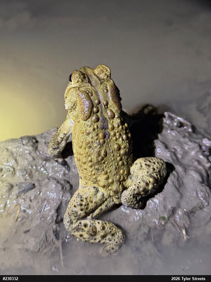 Eastern American Toad