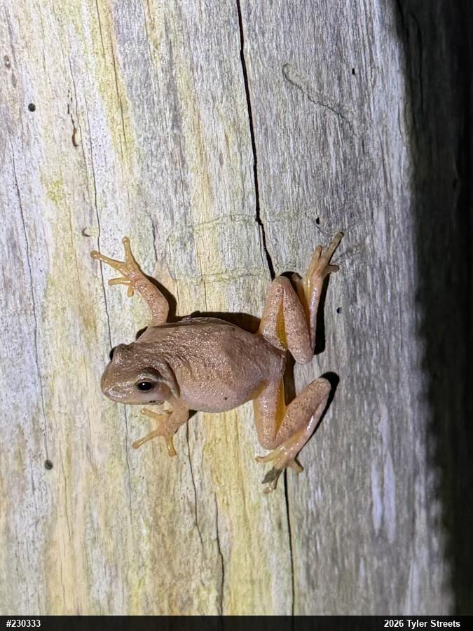Spring Peeper