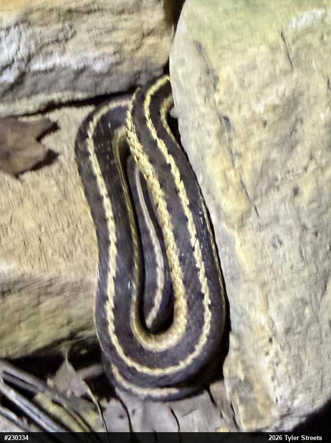 Eastern Gartersnake