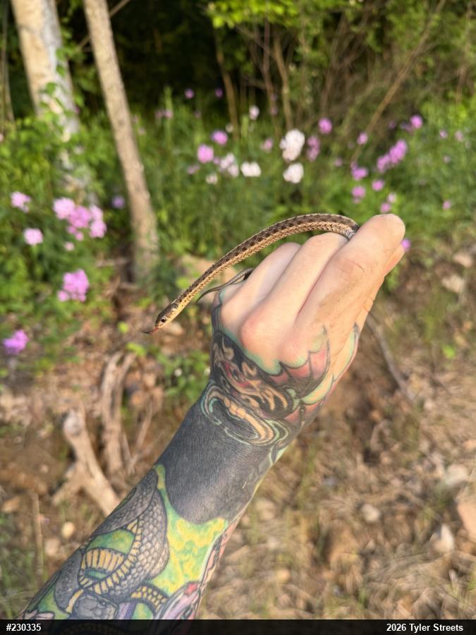 Eastern Gartersnake