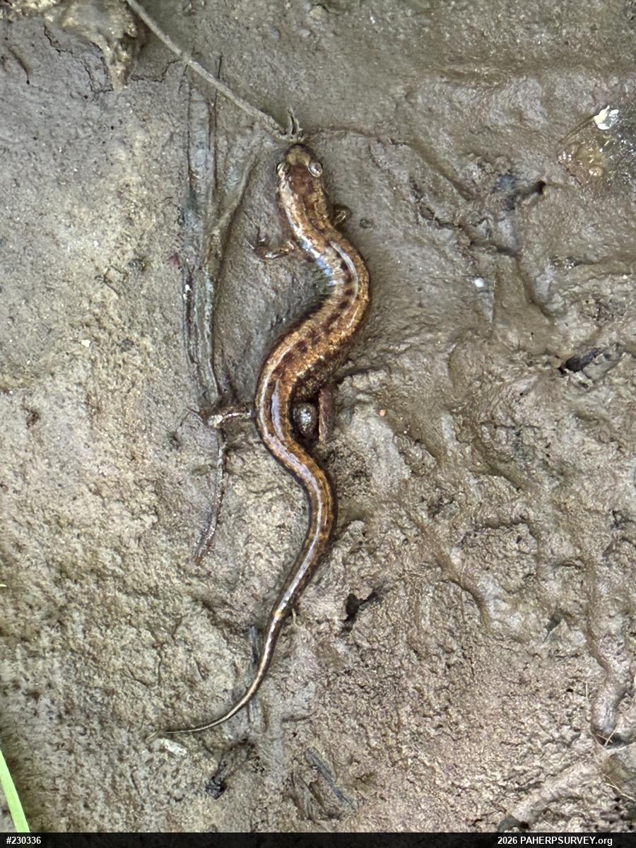 Allegheny Mountain Dusky Salamander