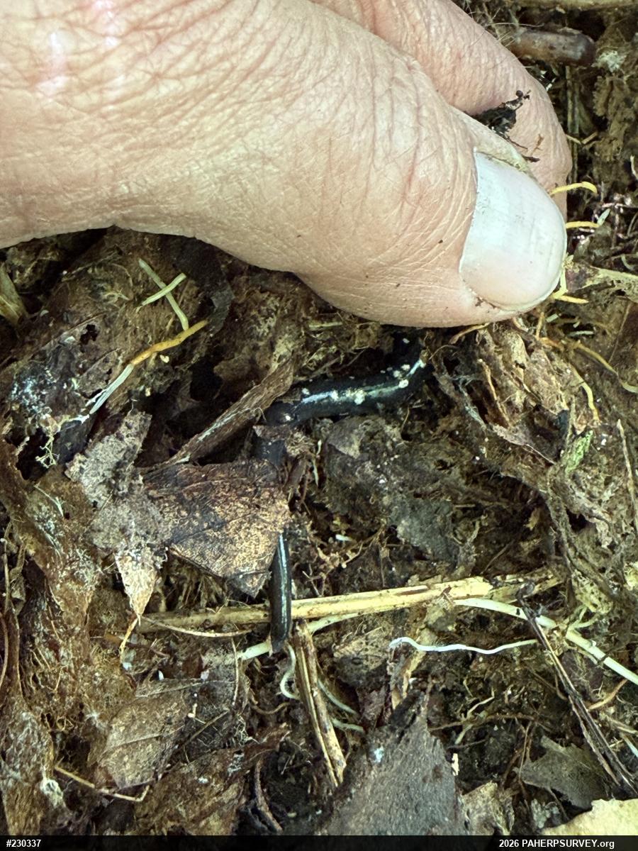 Northern Slimy Salamander