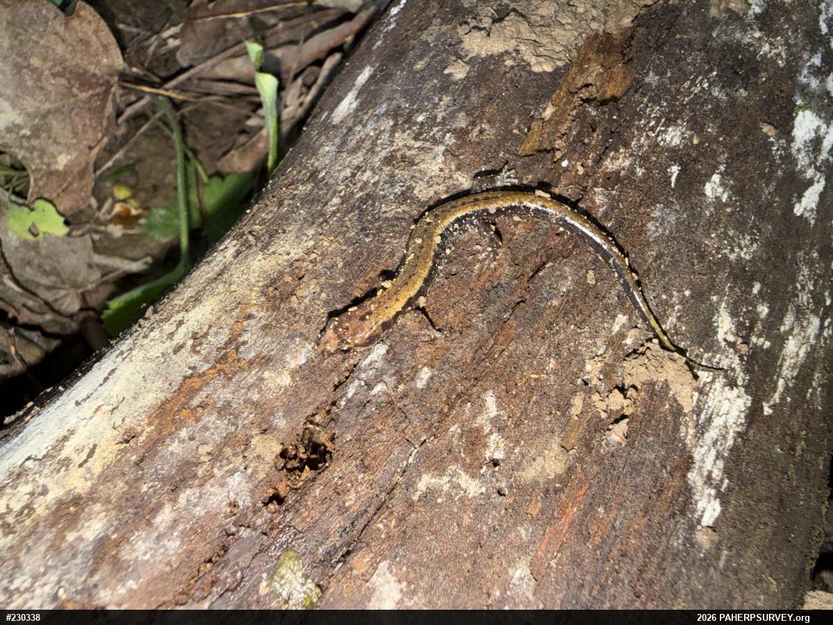 Allegheny Mountain Dusky Salamander
