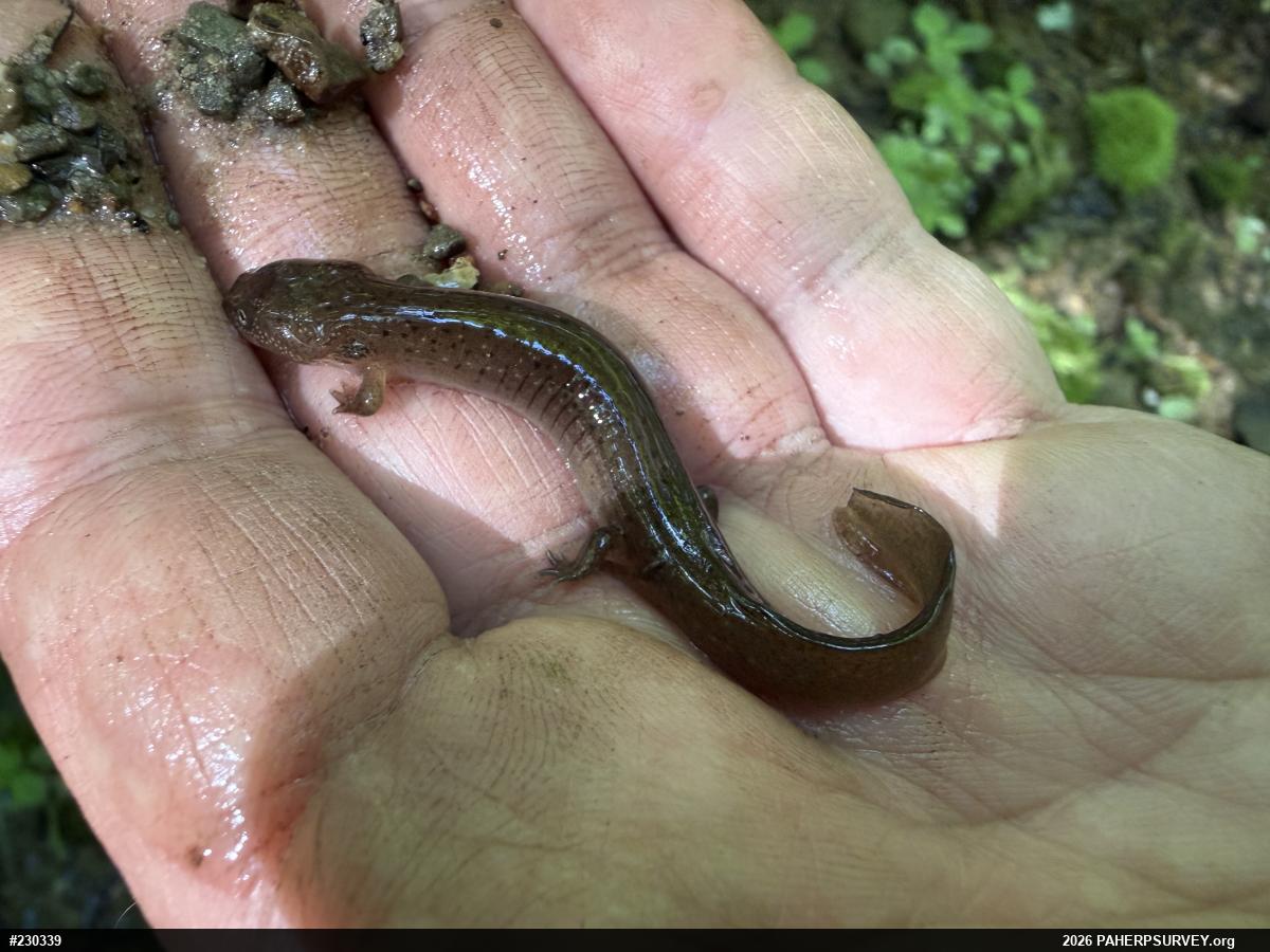 Northern Red Salamander