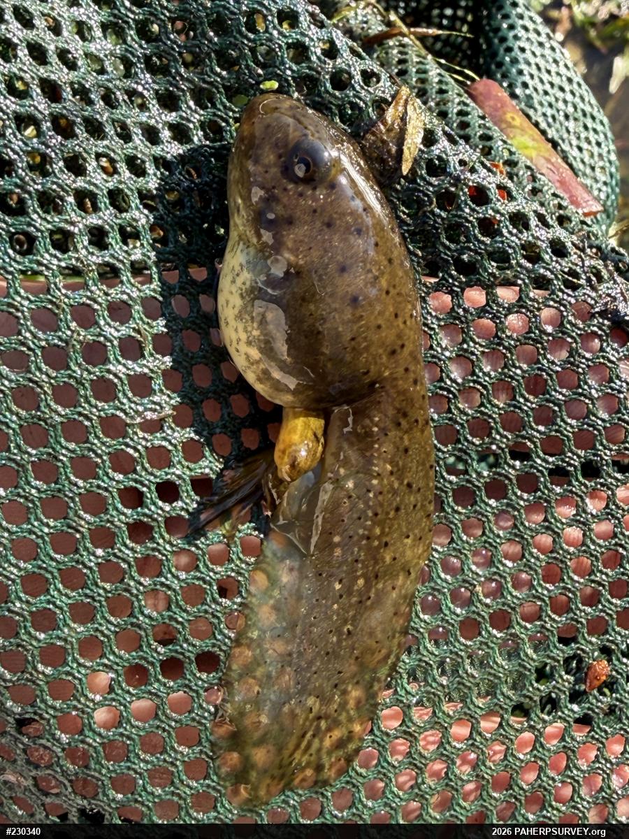 American Bullfrog