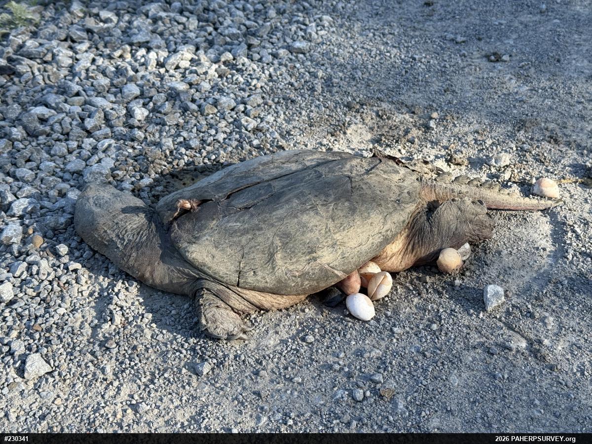 Snapping Turtle