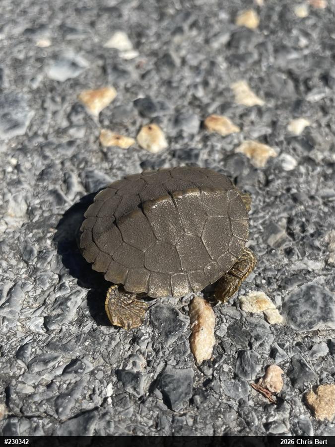 Northern Map Turtle