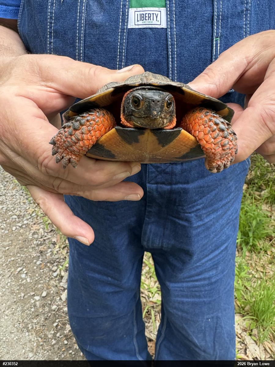 Wood Turtle