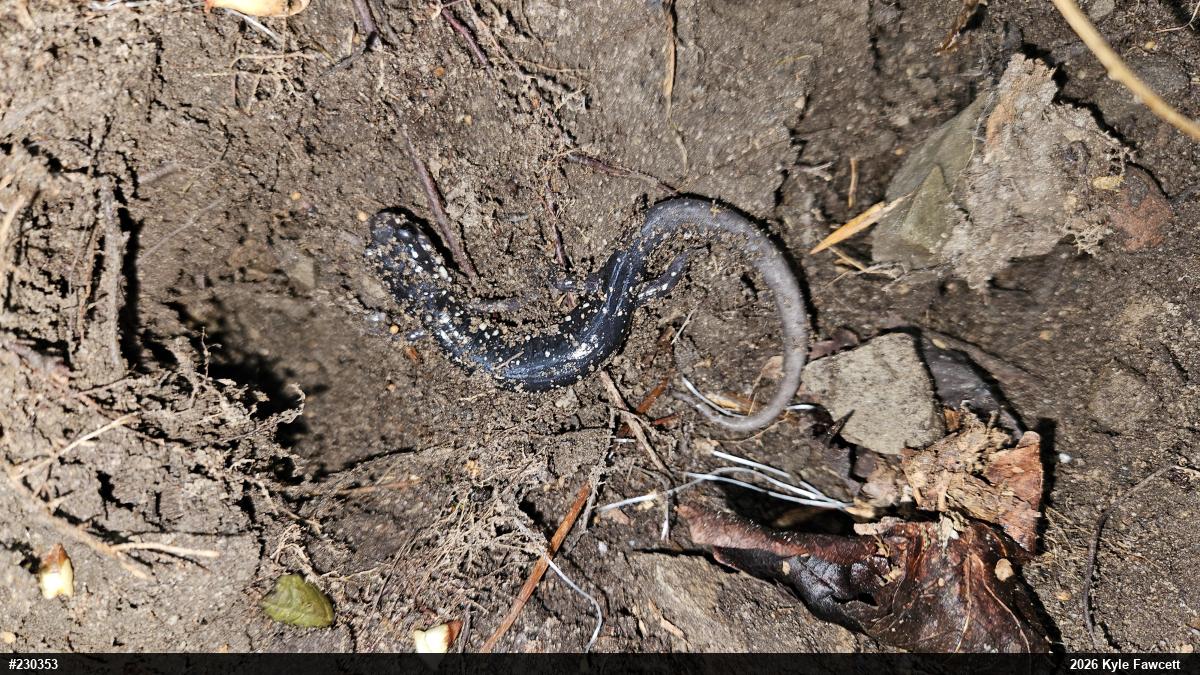 Northern Slimy Salamander