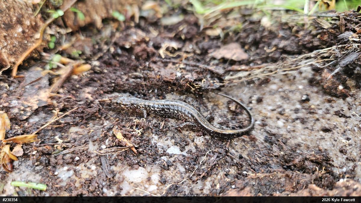 Allegheny Mountain Dusky Salamander