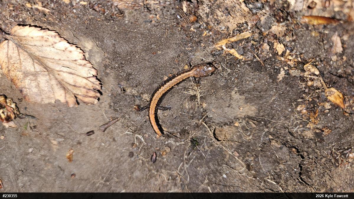 Eastern Red-backed  Salamander