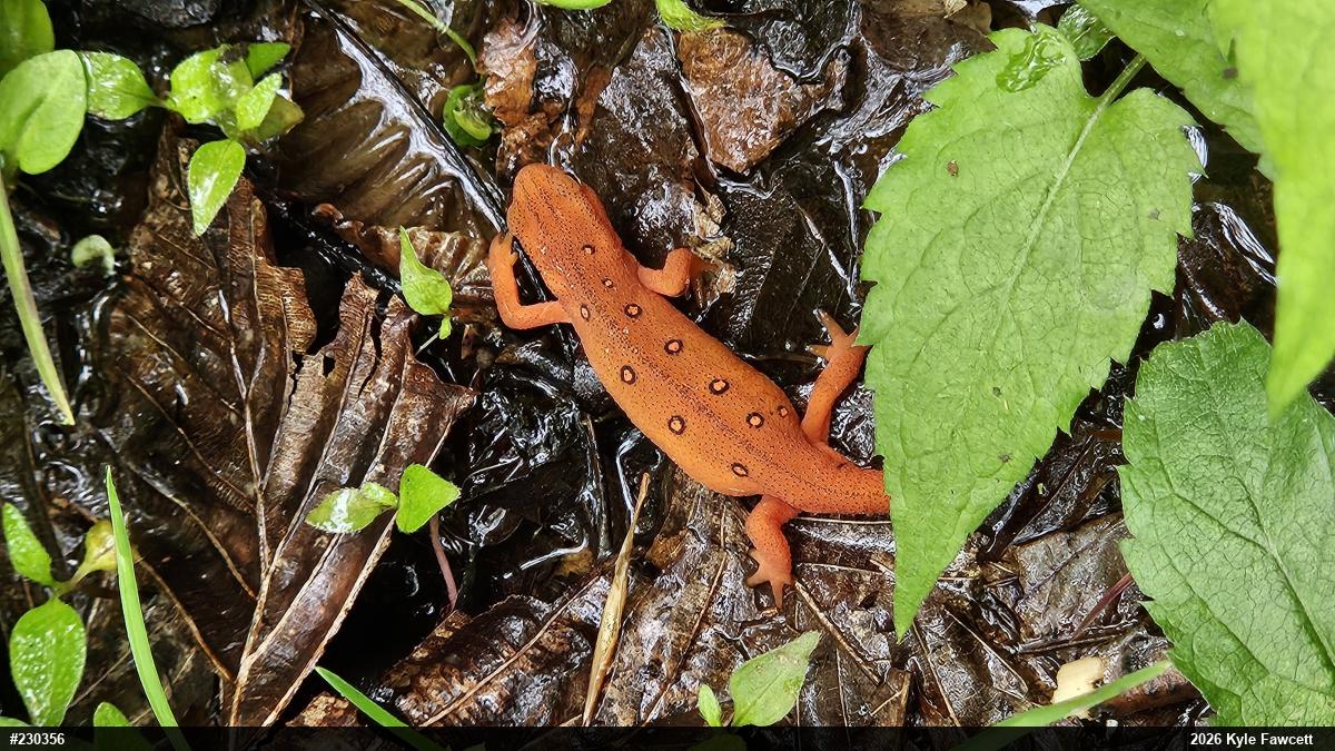 Red-spotted Newt