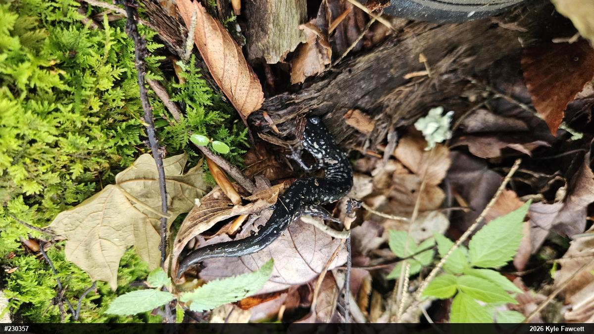 Northern Slimy Salamander