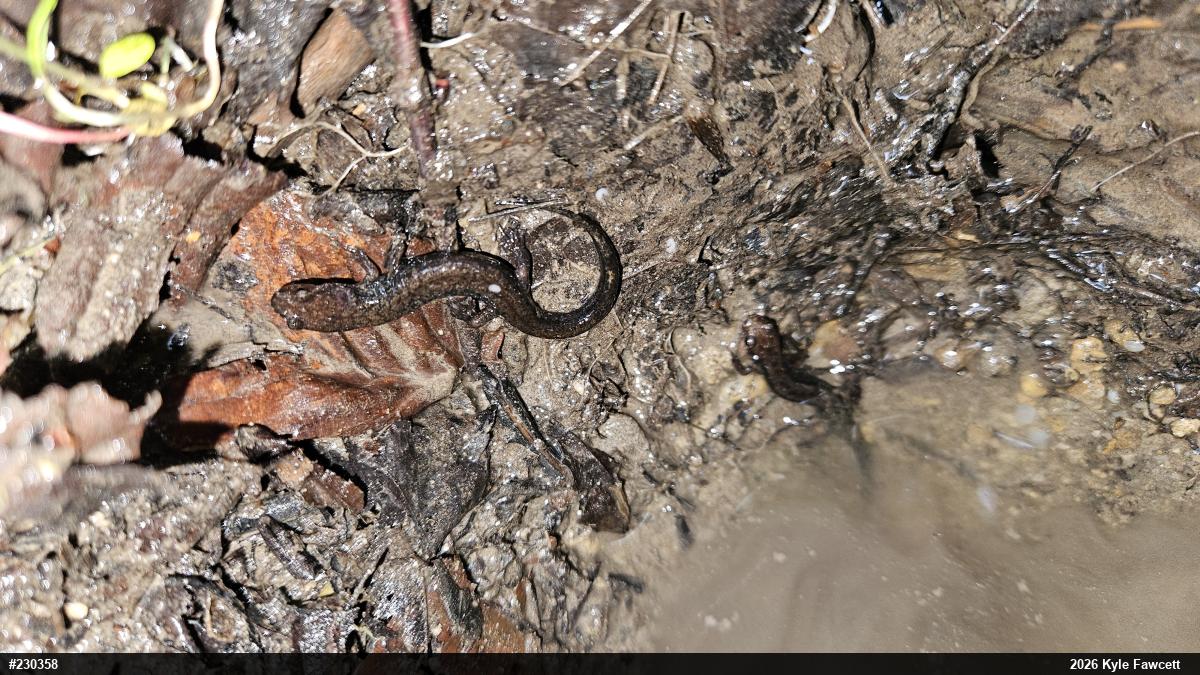 Allegheny Mountain Dusky Salamander