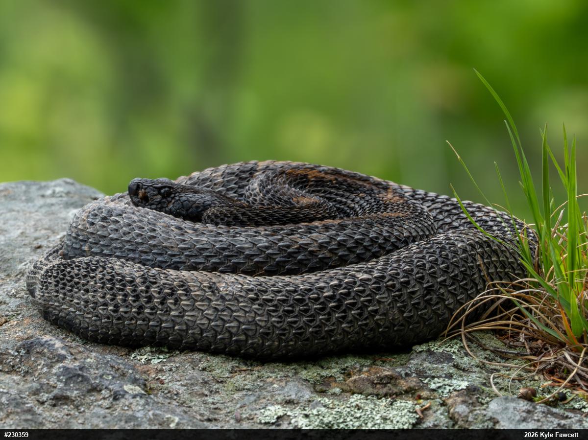 Timber Rattlesnake