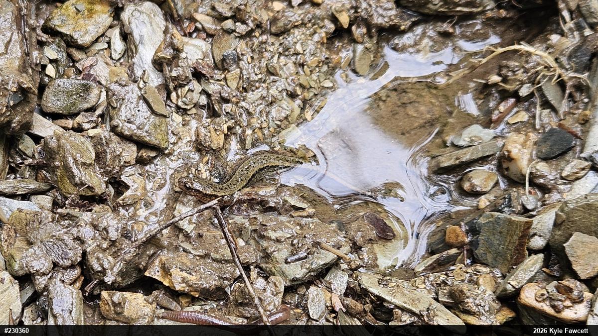 Northern Two-lined Salamander
