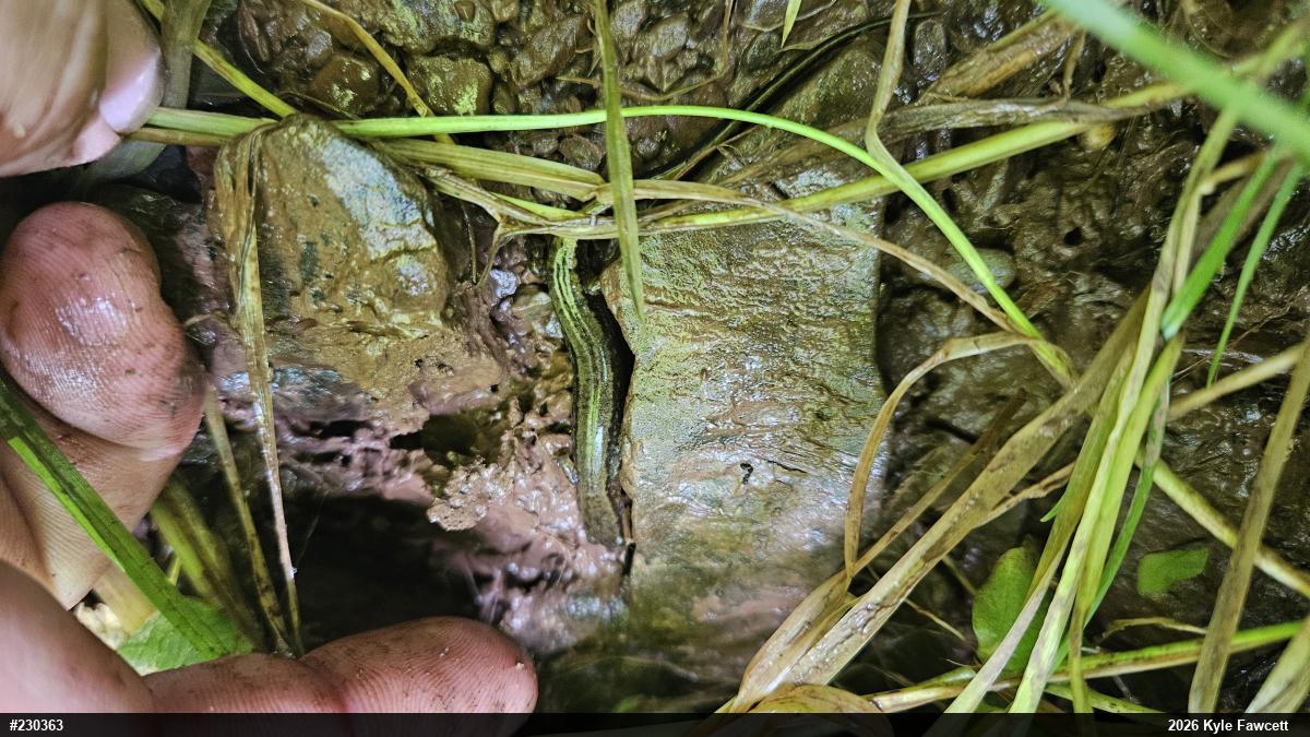 Northern Two-lined Salamander