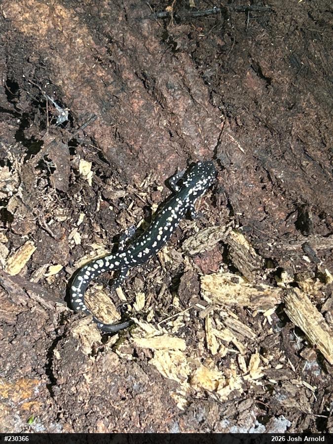Northern Slimy Salamander