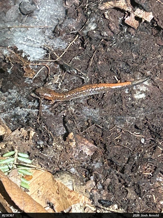Eastern Red-backed  Salamander