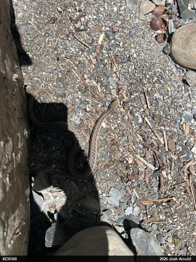Eastern Gartersnake