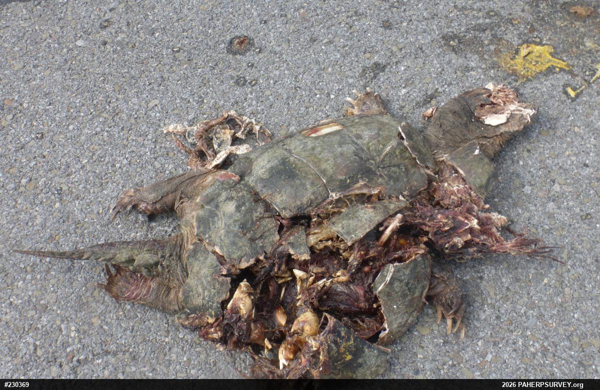 Snapping Turtle