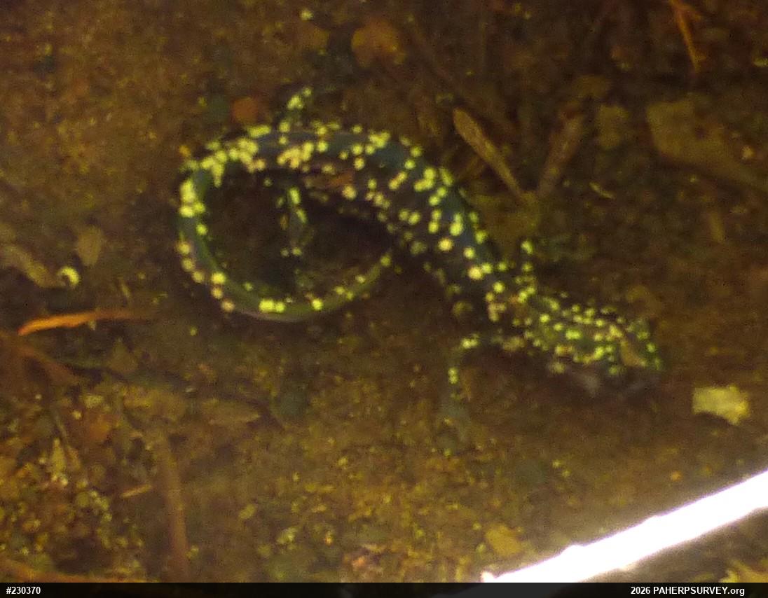 Northern Slimy Salamander
