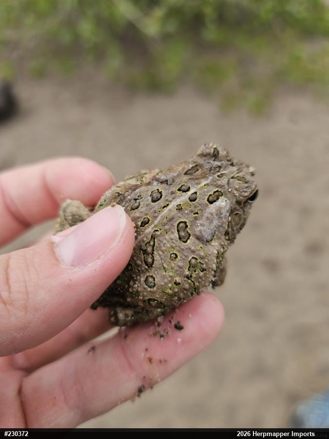Fowler's Toad