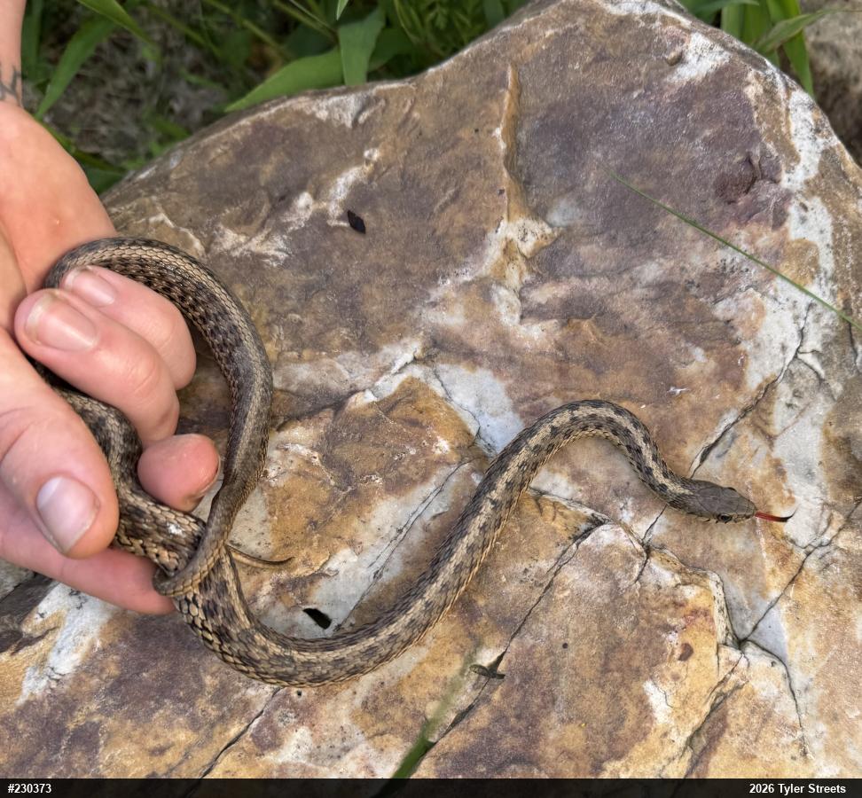 Eastern Gartersnake